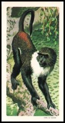 5 Sykes Monkey